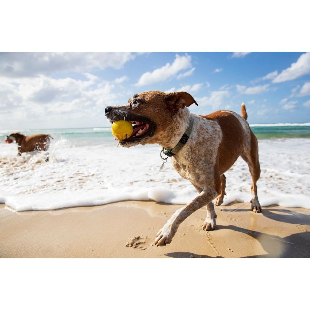 Waboba Woofpack - Afbeelding 3