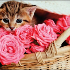 Kangaro K-0014D118 Buro-onderlegger PP 38x58cm Kitten